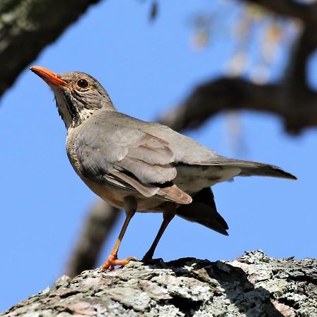 Birds Babble Self Catering Hotel Mbombela Luaran gambar