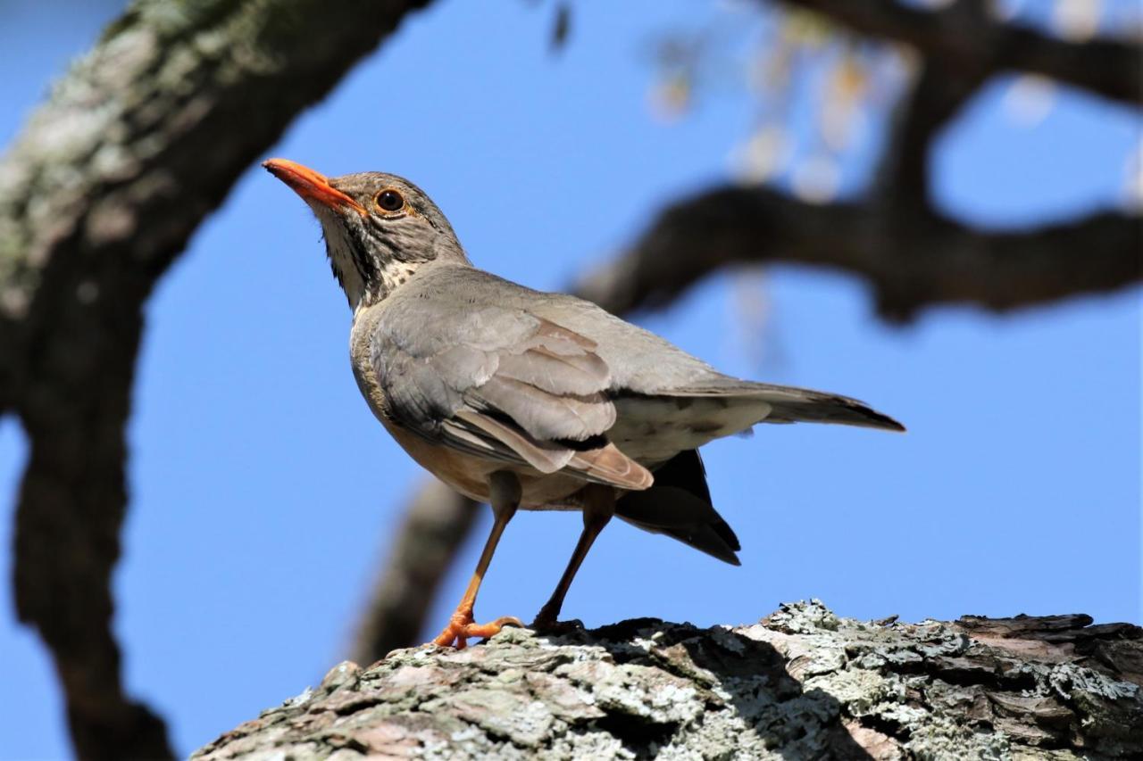 Birds Babble Self Catering Hotel Mbombela Luaran gambar