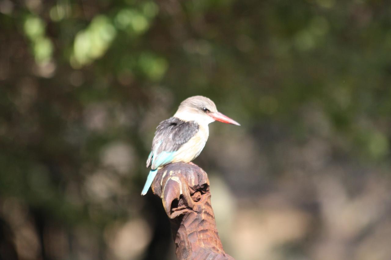 Birds Babble Self Catering Hotel Mbombela Luaran gambar